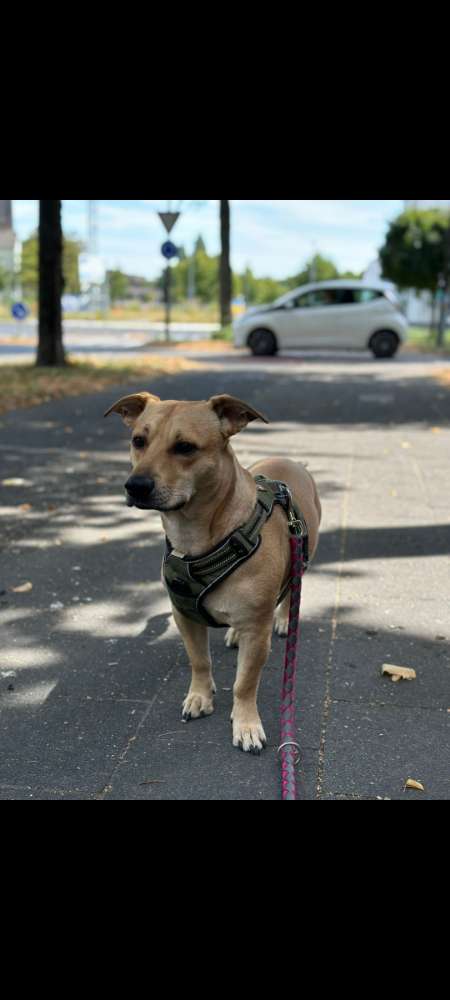 Hundetreffen-Spielfreude gesucht iVm Gassirunde-Profilbild