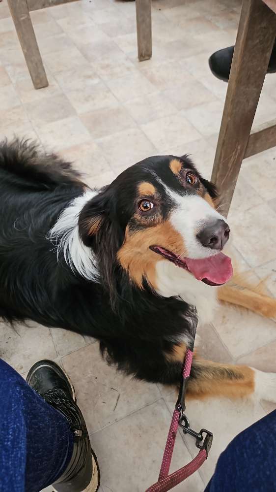 Hundetreffen-Sozialisierung-Profilbild