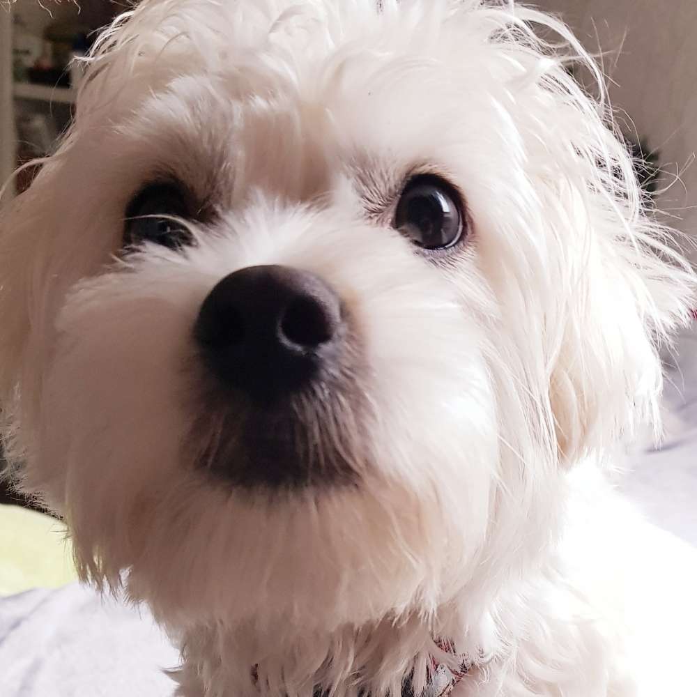 Hundetreffen-Spielrunde Müngersdorf Nordfeld-Profilbild