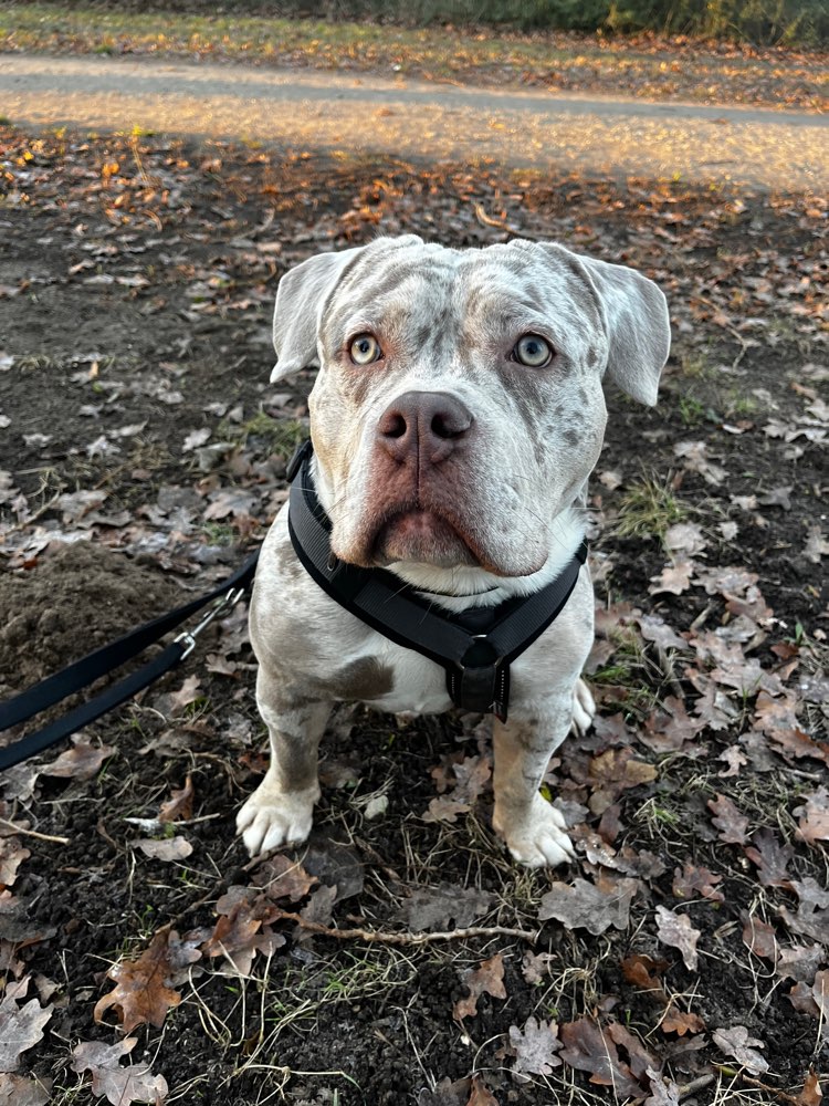 Hundetreffen-Freund*in gesucht 🐶-Profilbild