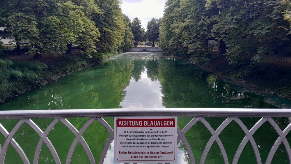Giftköder-Blaualgen an den Kanälen-Profilbild