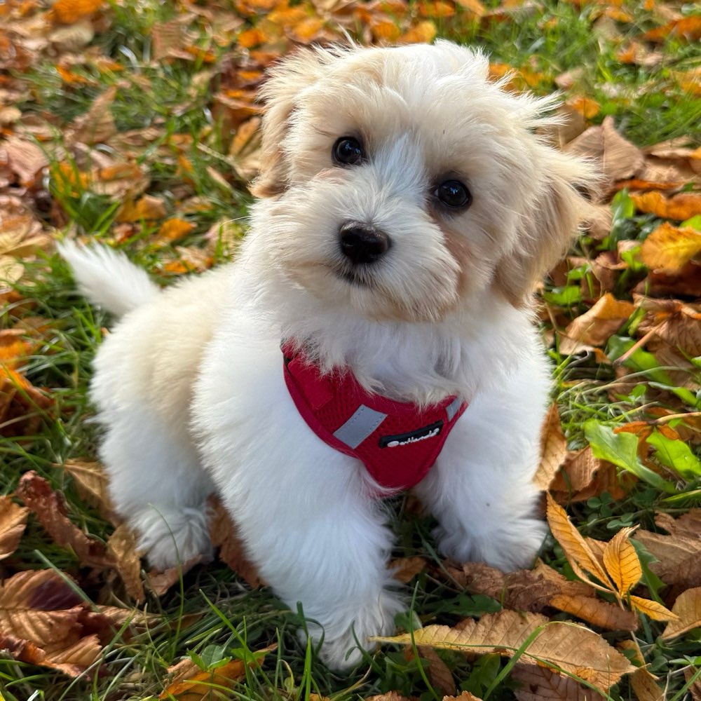 Hundetreffen-Welpentreff Bobingen-Profilbild