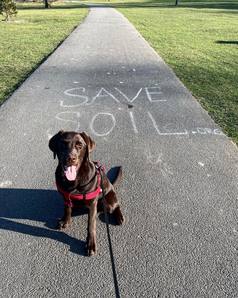 Hundetreffen-Playdate with Professor-Profilbild