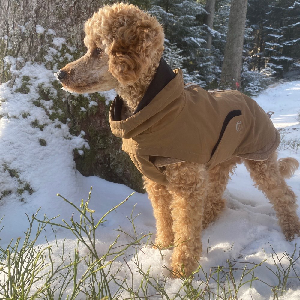 Hundetreffen-Spielfreunde/Spaziergang-Profilbild