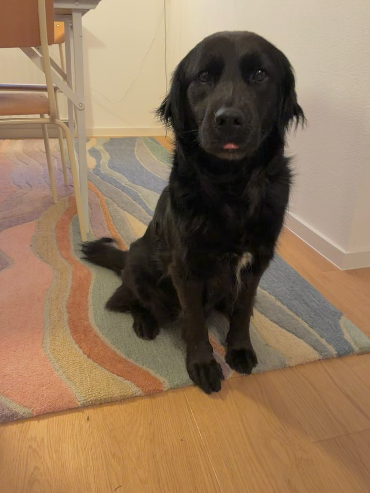 Hundetreffen-Spielfreunde gesucht-Profilbild