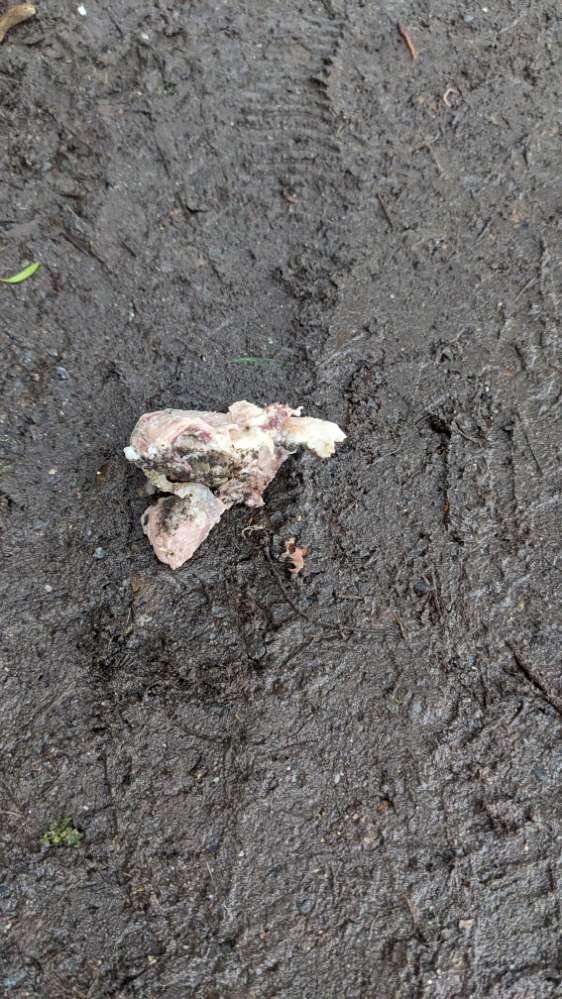 Giftköder-Fleischreste (Giftköder?)-Profilbild