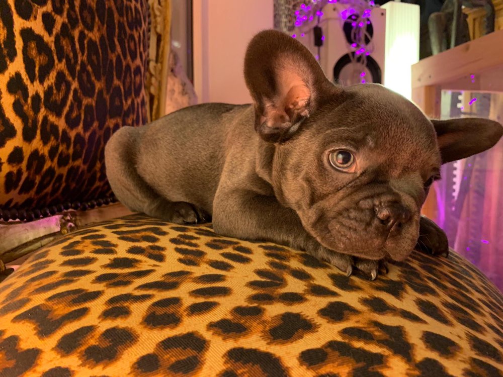 Hundetreffen-Hallo, unsere kleine Lotte sucht Spielkamaraden-Profilbild