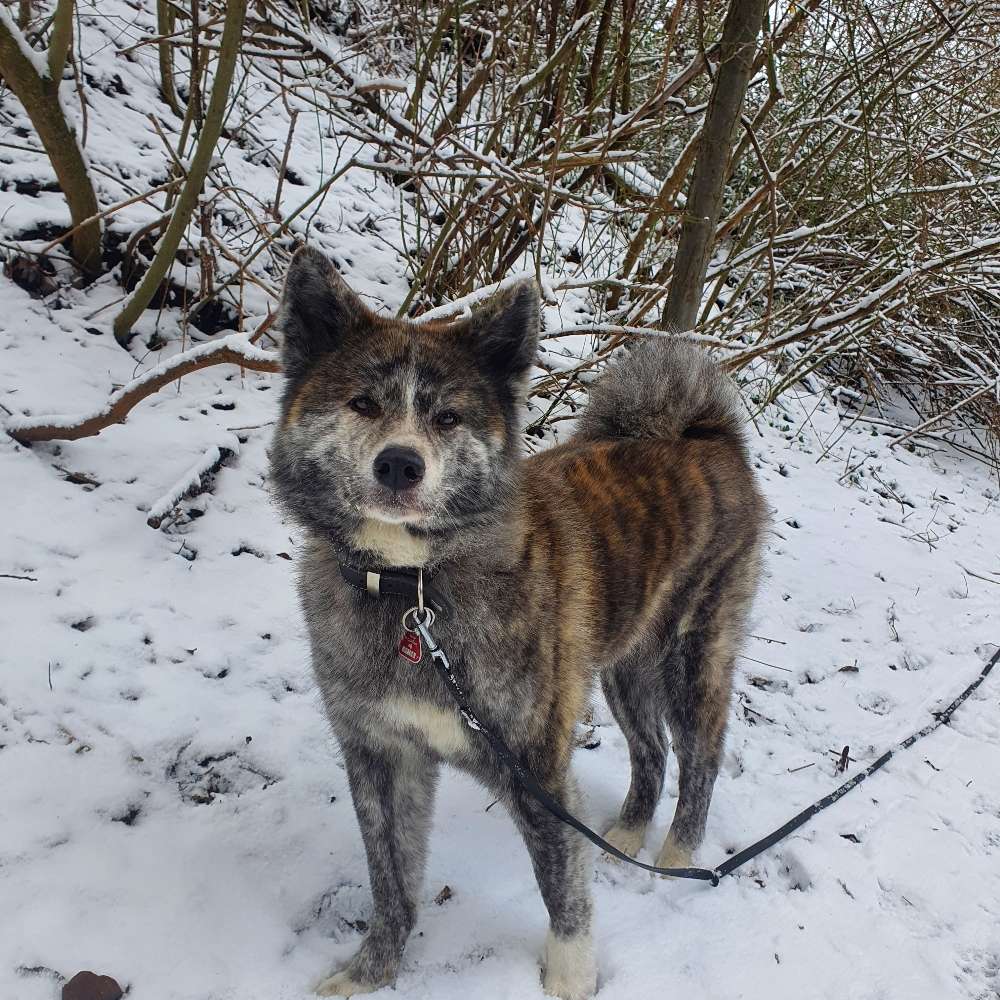 Hundetreffen-Social Walk in Potsdam-Profilbild