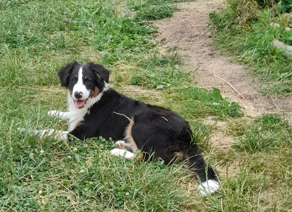 Hundetreffen-Junghunde ab 5 Monate-Profilbild