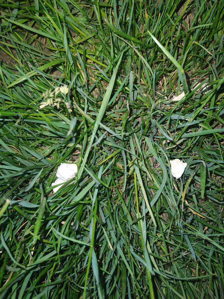 Giftköder-Göder mit Chemie-Profilbild