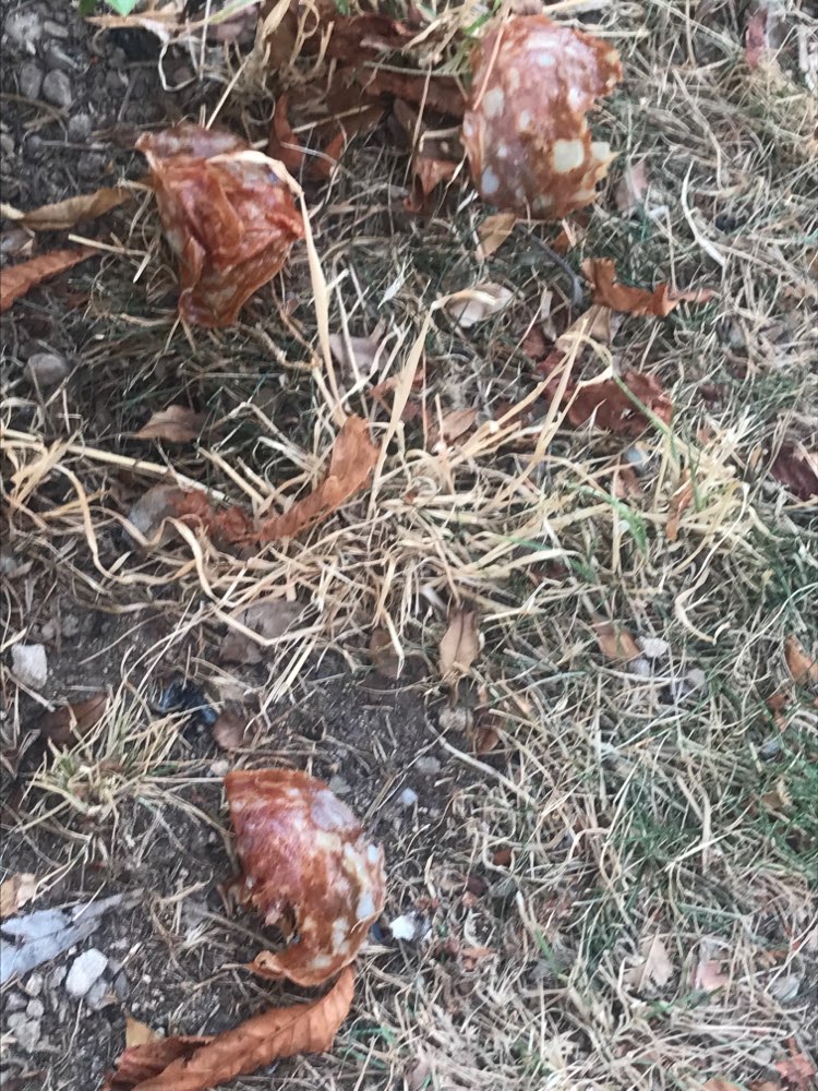 Giftköder-Salami im Gebüsch !-Profilbild