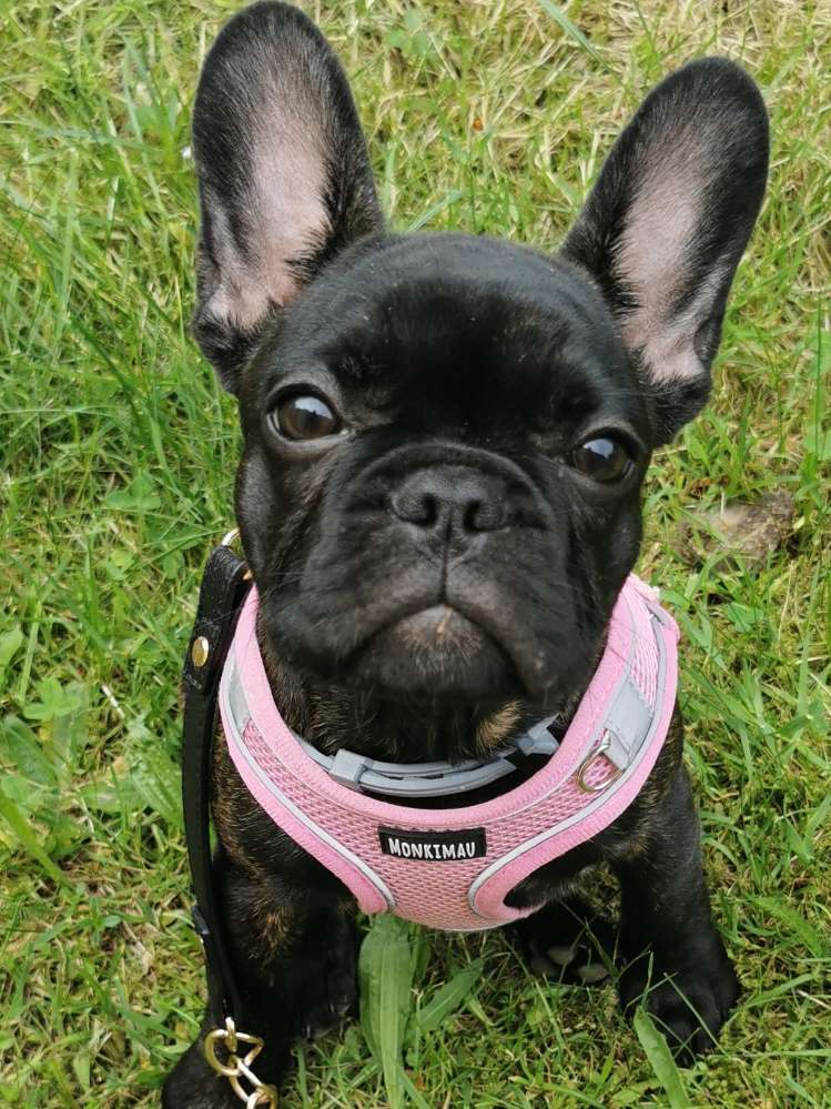 Hundetreffen-Bonnie 15 Wochen sucht  Kumpel oder Kumpeline-Profilbild