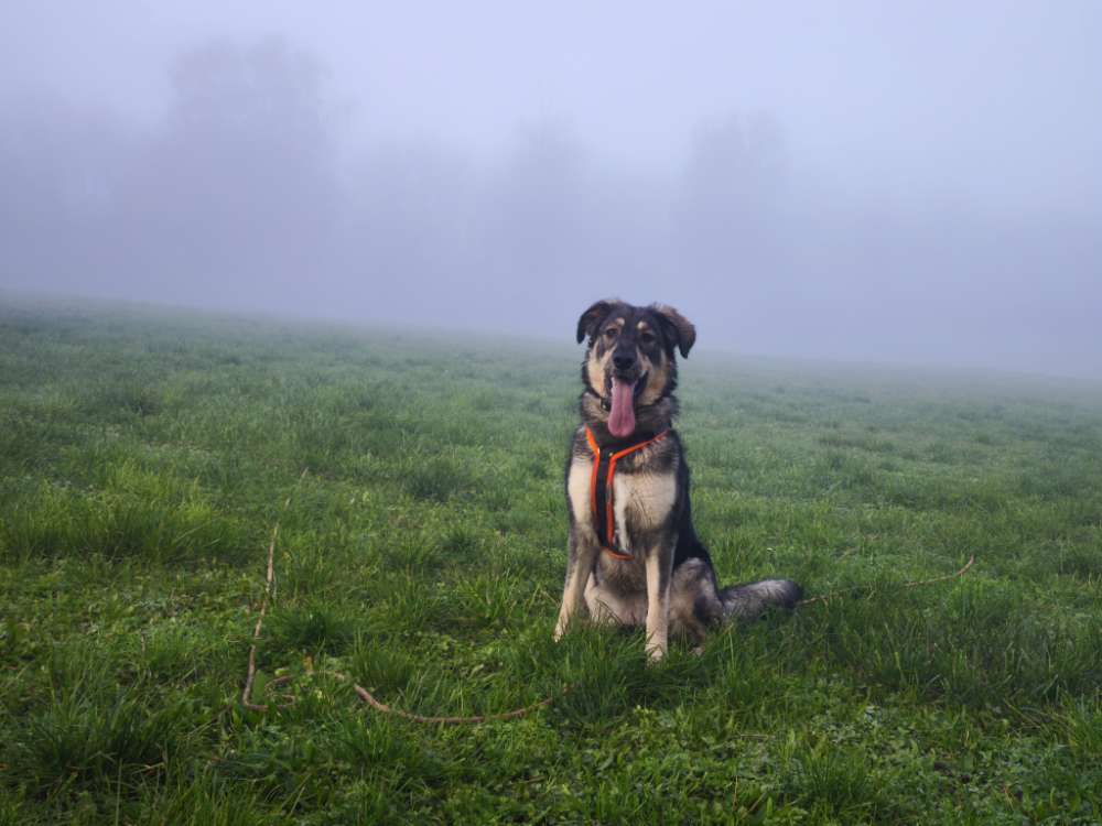 Hundetreffen-Spazieren gehen , social walk , Spieltreff-Profilbild