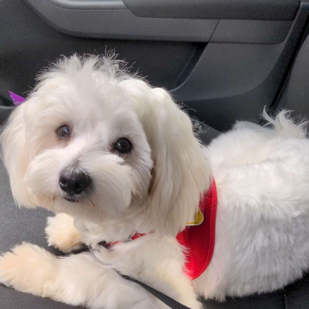 Hundetreffen-Spielpartner bis 8 kg gesucht-Profilbild