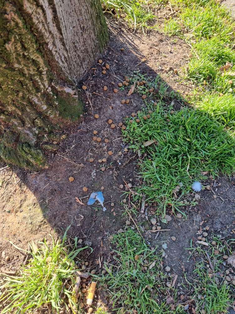 Giftköder-Hundetrockenfutter verteilt-Profilbild