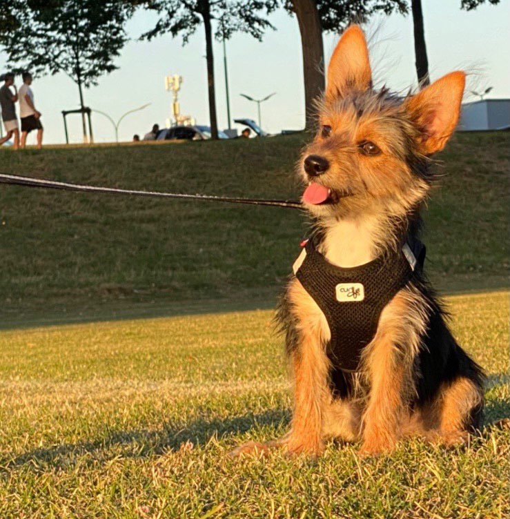 Hundetreffen-KennenLernGassiRunde-Profilbild