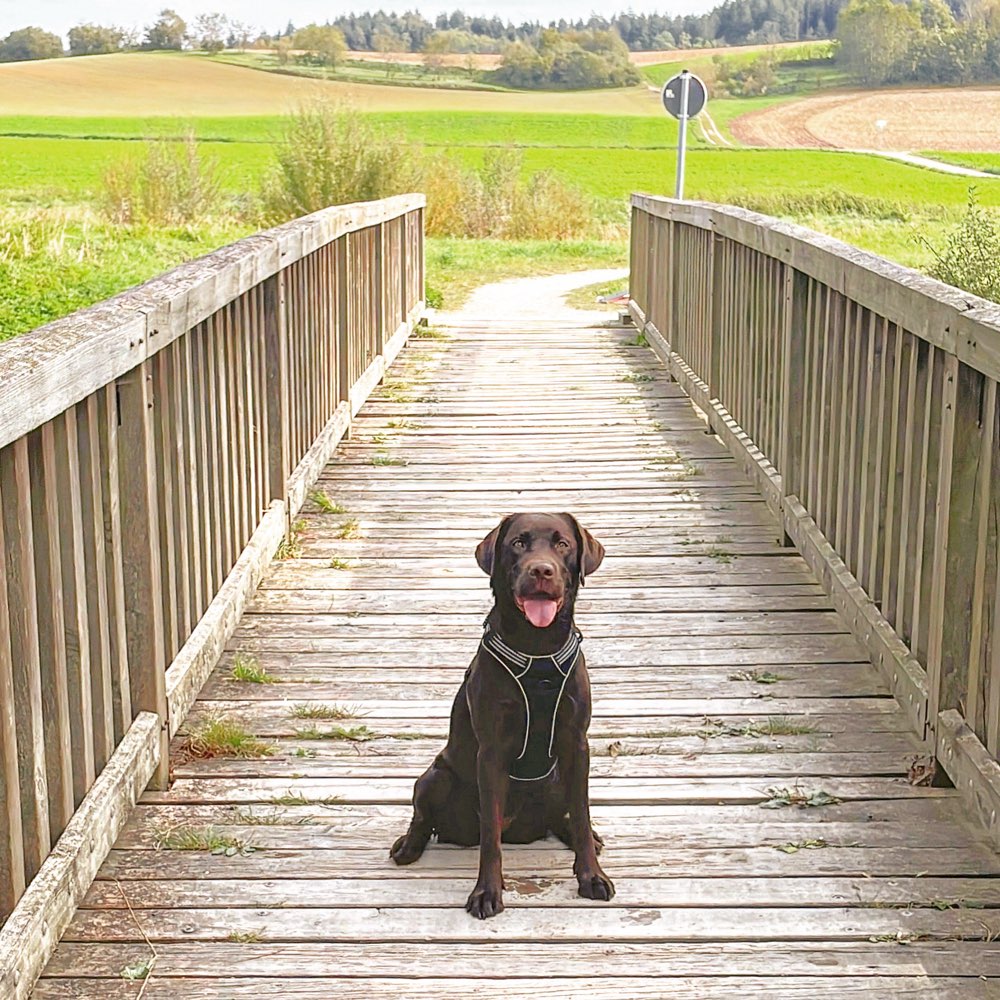 Hundetreffen-Hobby Mantrailing-Profilbild