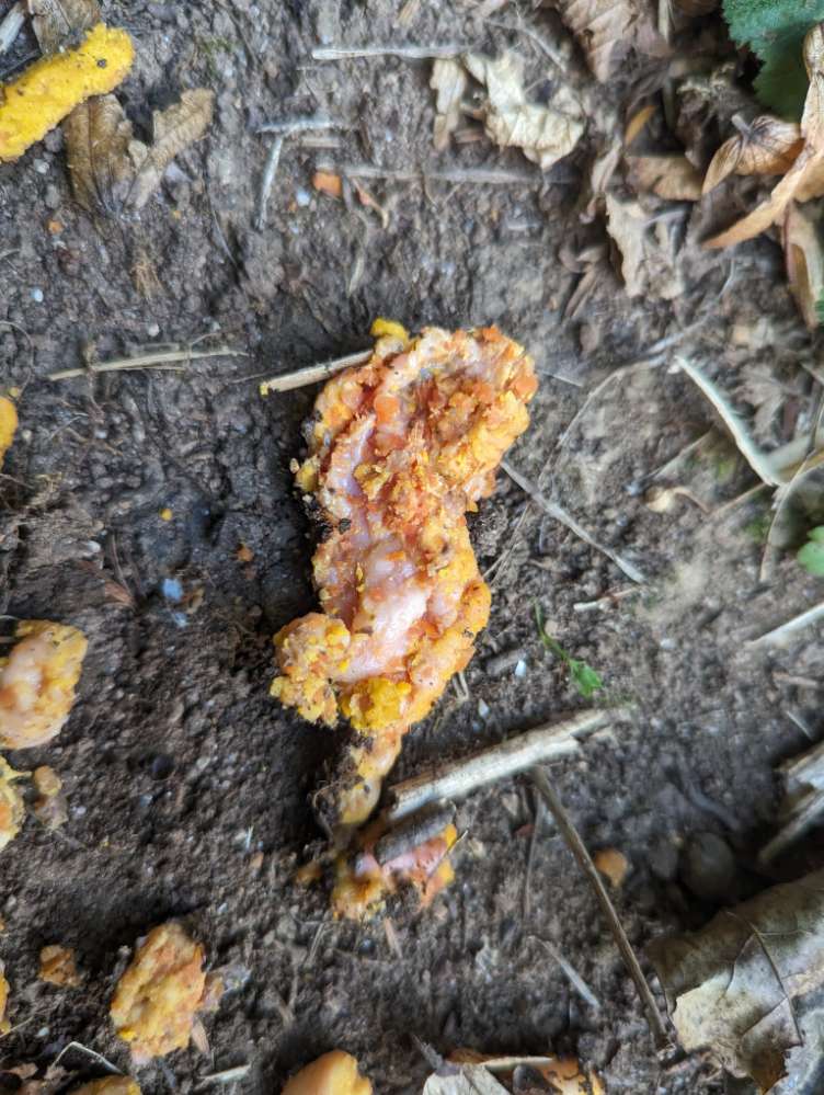 Giftköder-Hühnchenfleisch in der Wiese ausgelegt.-Profilbild