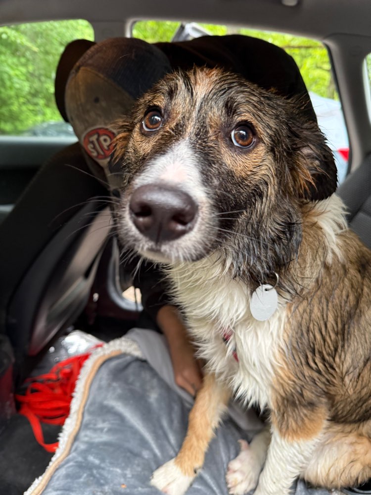 Hundetreffen-Gemeinsame Gassirunde (Junghund)-Profilbild
