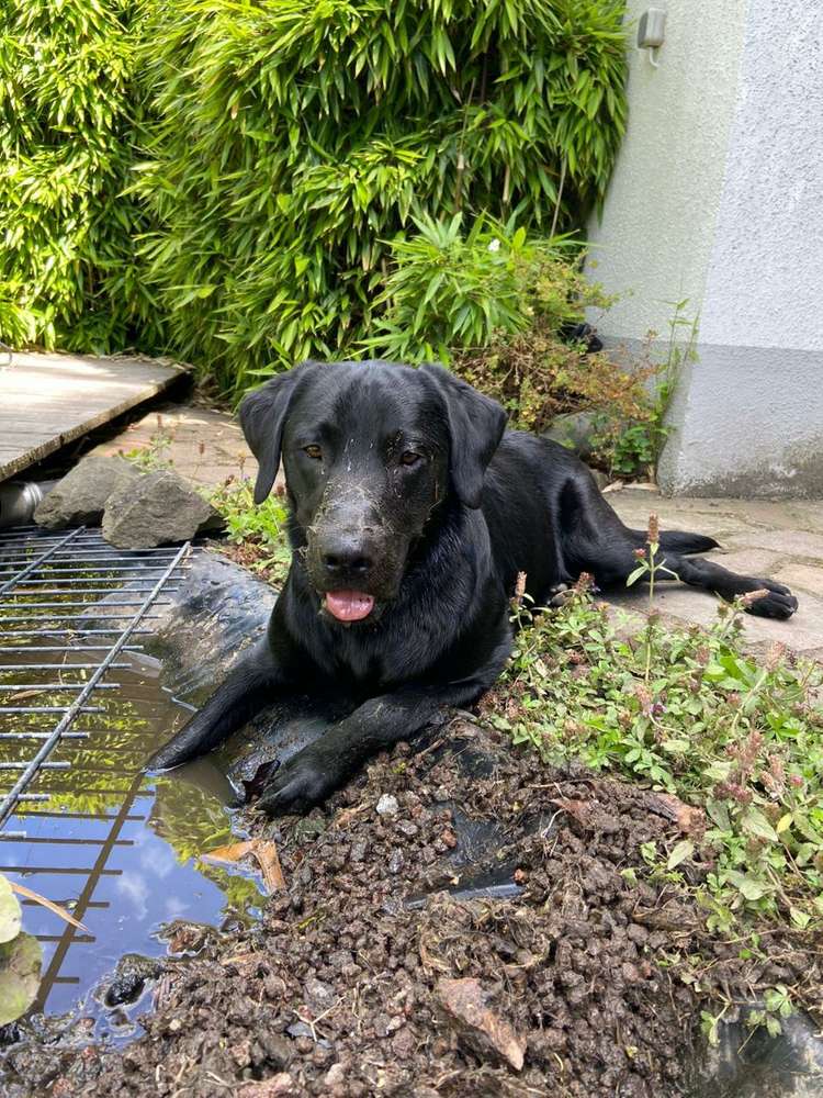 Hundetreffen-Spieletreff in Heiden Kreis Borken-Profilbild