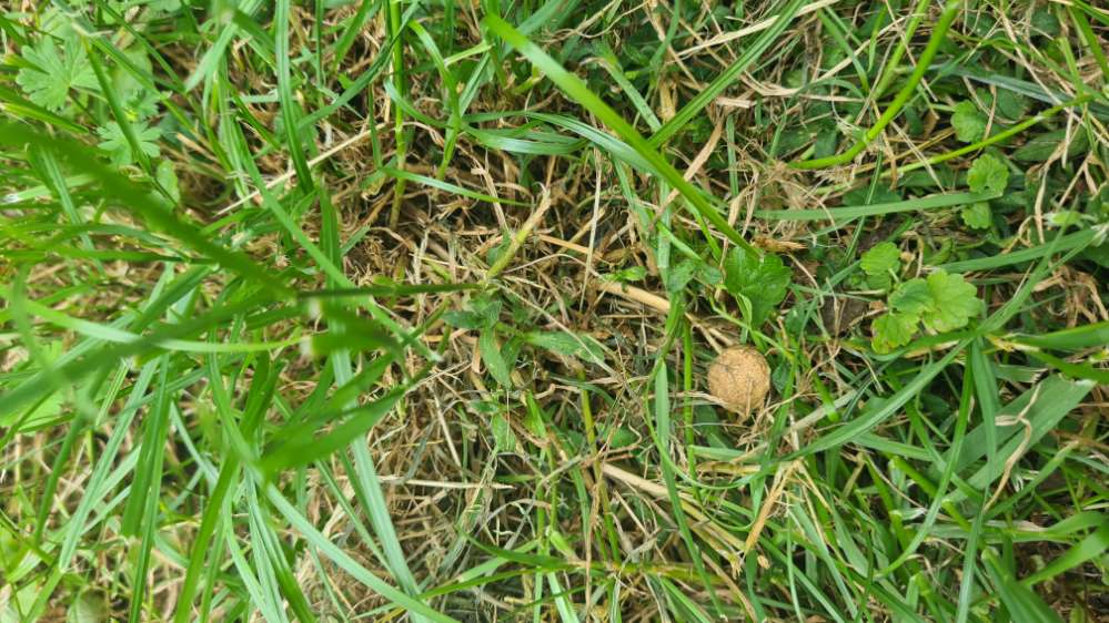 Giftköder-Evtl. Giftköder in den Wallanlagen-Profilbild