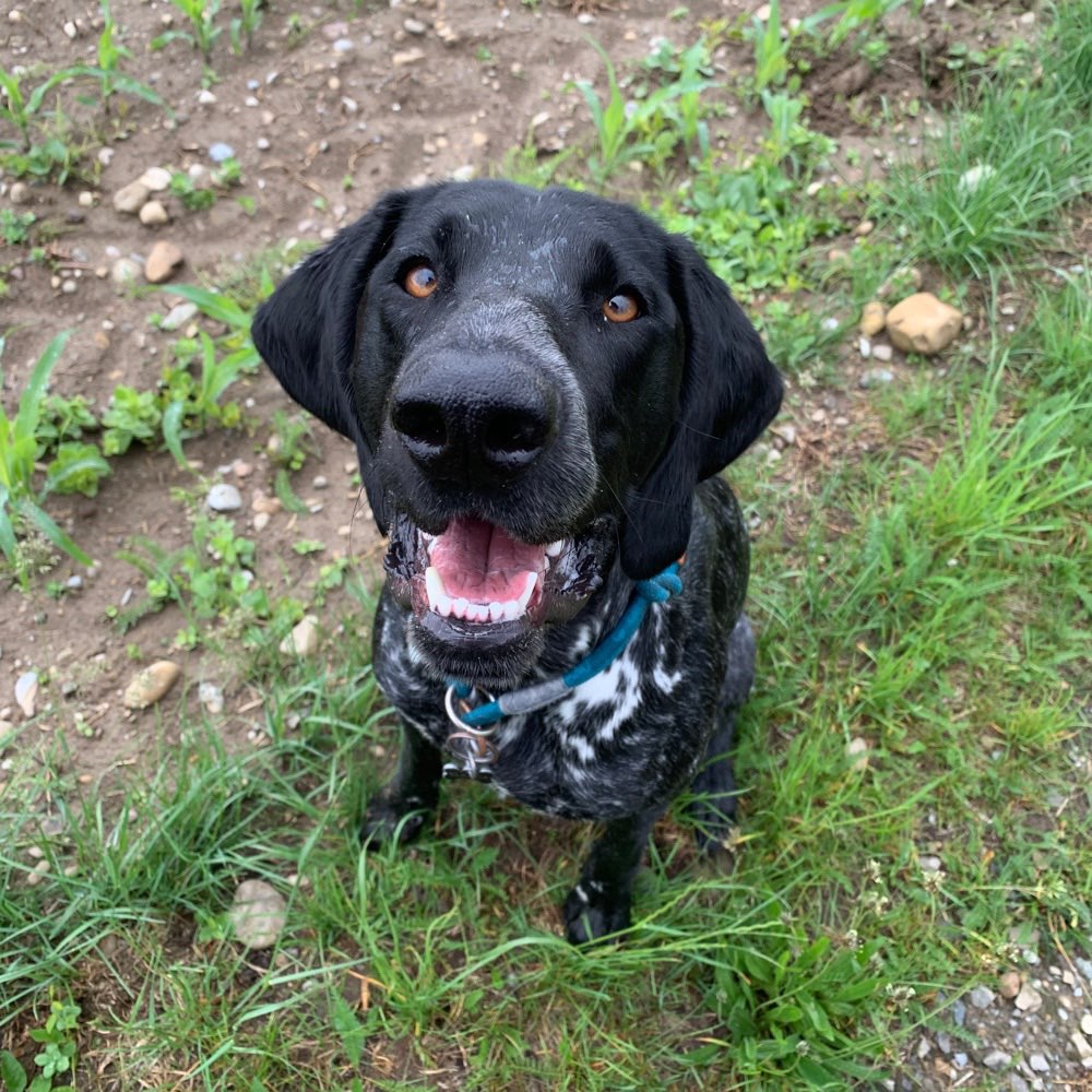 Hundetreffen-Gassirunde-Profilbild