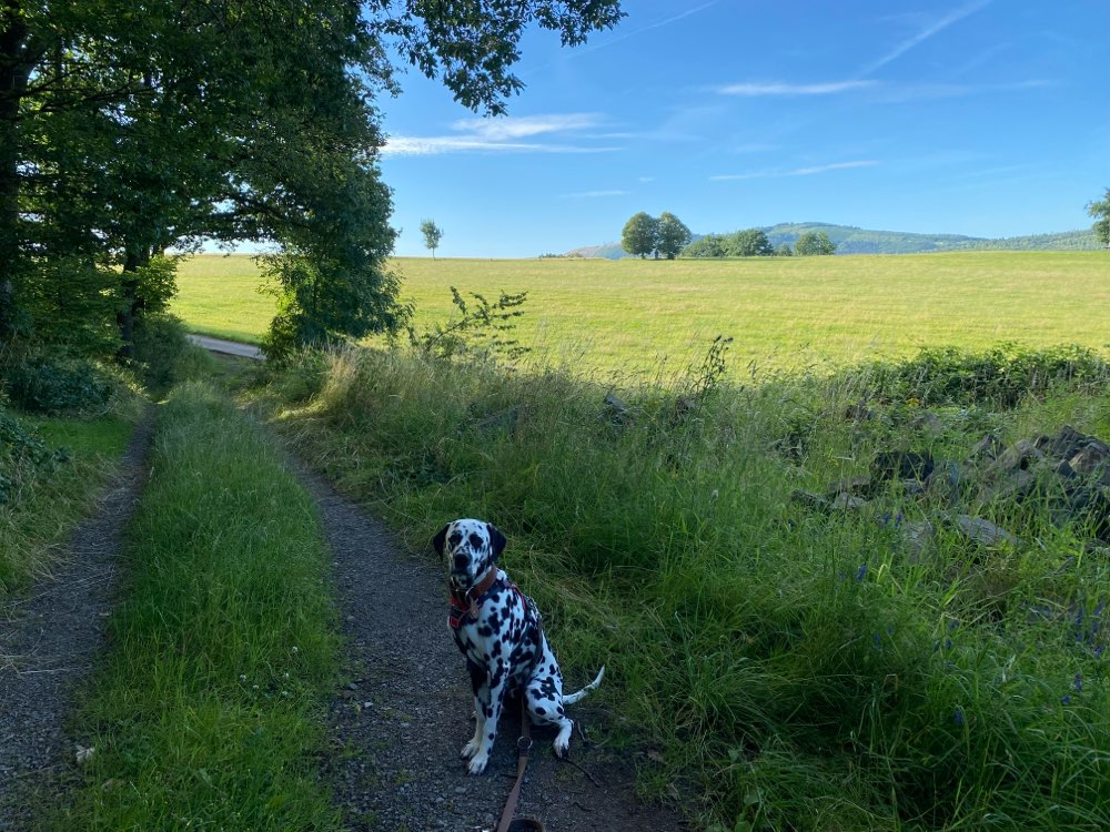 Hundetreffen-Spaziergang oder gemeinsames Training-Profilbild