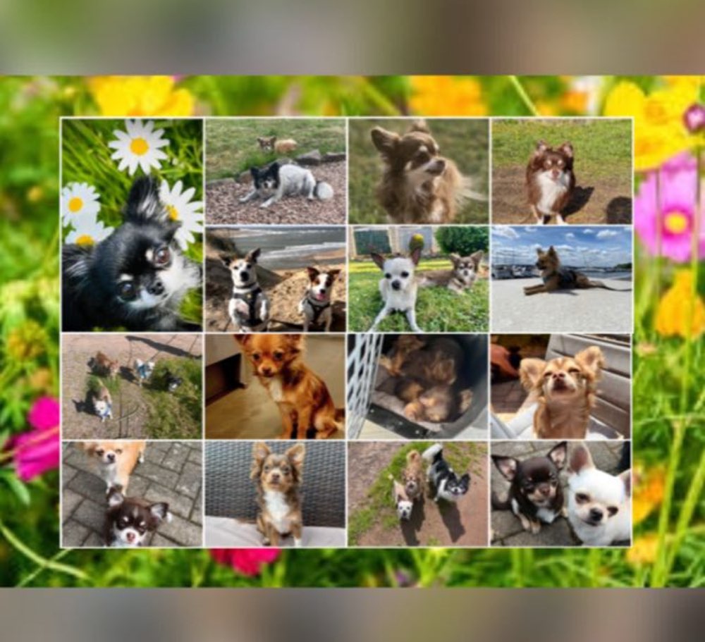 Hundetreffen-Kleinhunde Saarland-Profilbild