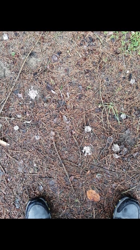 Giftköder-Weißes Pulver-Profilbild