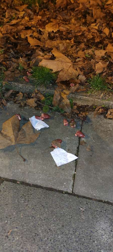 Giftköder-Giftköder Essen Borbeck-Profilbild