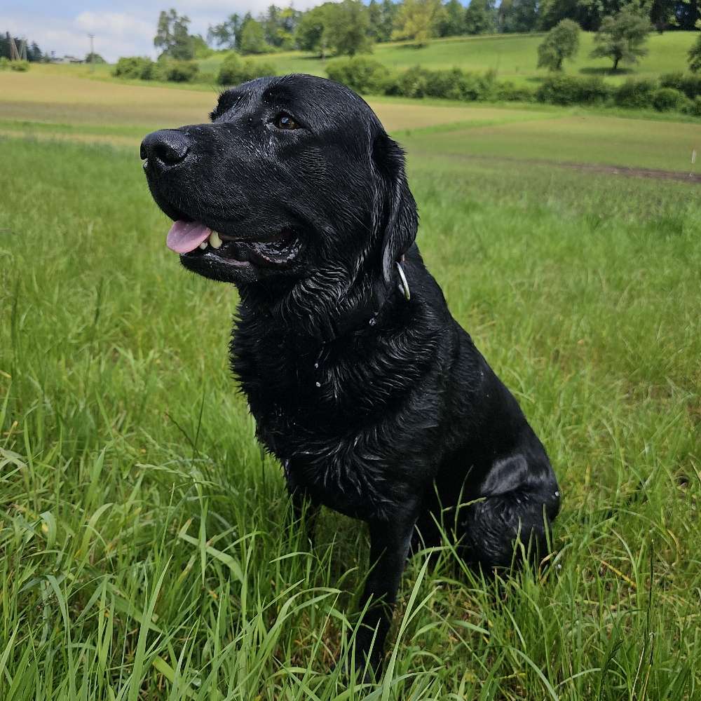 Hundetreffen-Spieltreffen-Profilbild