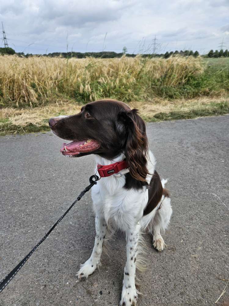 Hundetreffen-Hundesitter gesucht für Wochenenden u. Urlaub-Profilbild