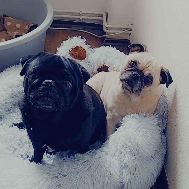 Hundetreffen-Gassi  Freunde gesucht-Profilbild