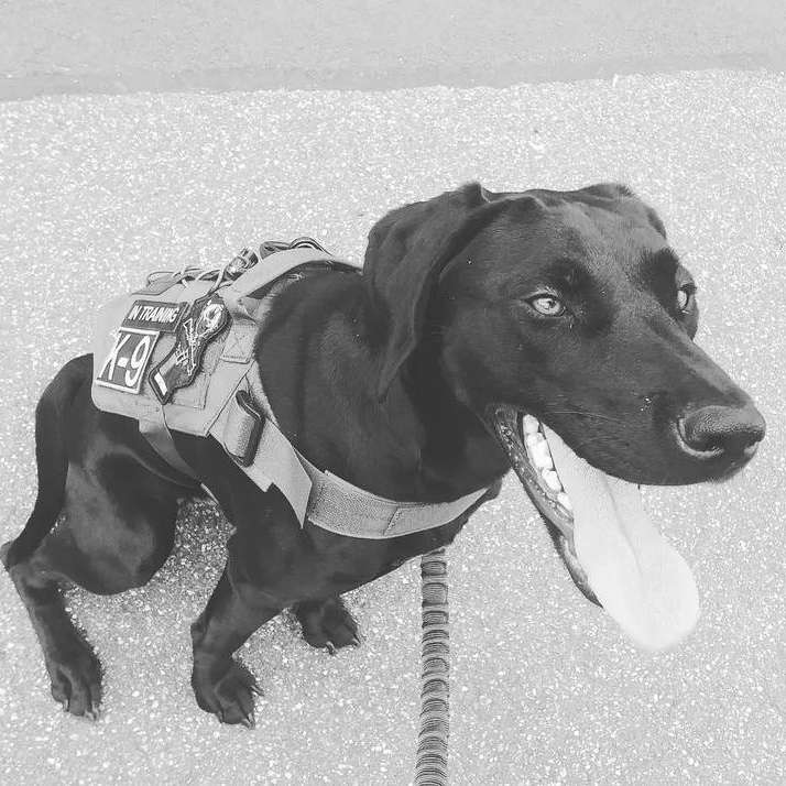 Hundetreffen-Gassi Freunde gesucht - Obrigheim-Profilbild