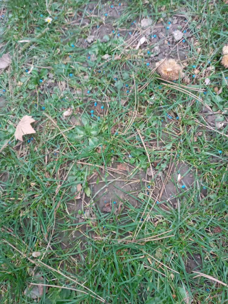 Giftköder-Blaukorn um den Ententeich herum-Profilbild