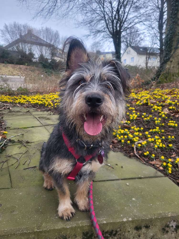 Hundetreffen-Spiele  Freunde-Profilbild