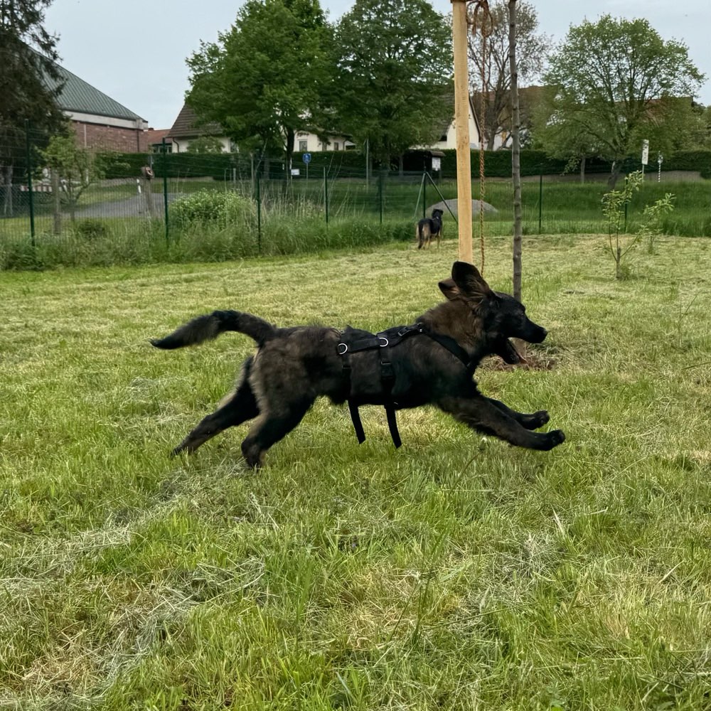 Hundetreffen-Spieltreffen im eingezäunten Garten an der Saale (Diebach)-Profilbild