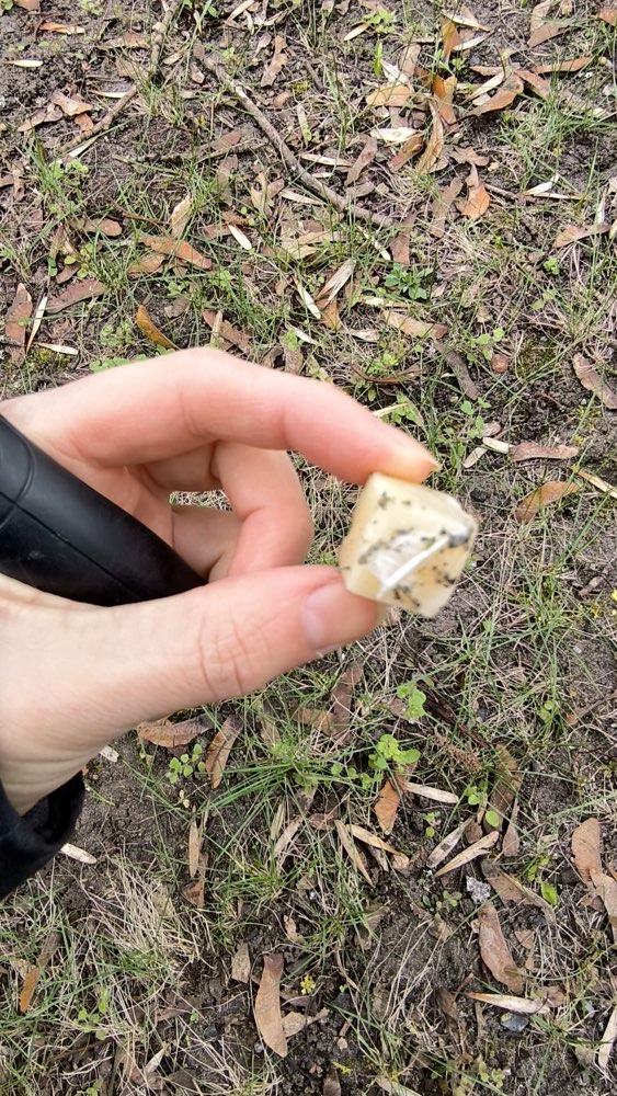 Giftköder-Käsestück(e) mit Nadel-Profilbild