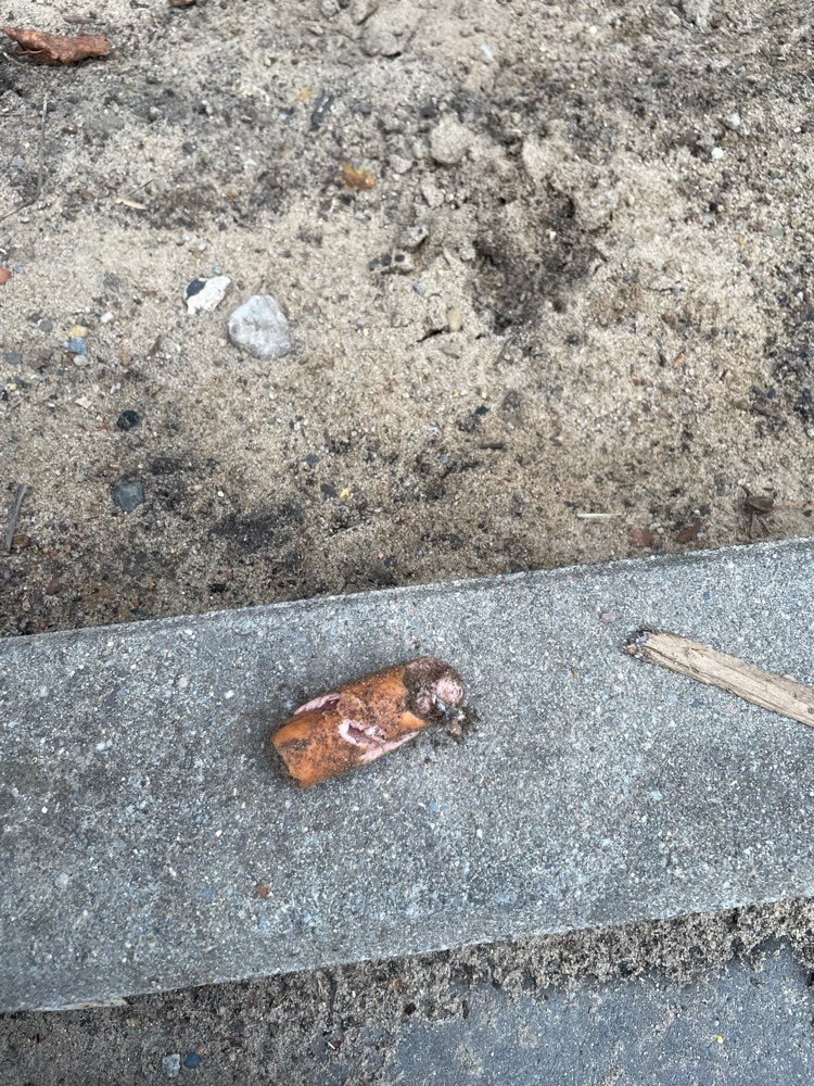 Giftköder-Würstchen im Sand versteckt-Profilbild
