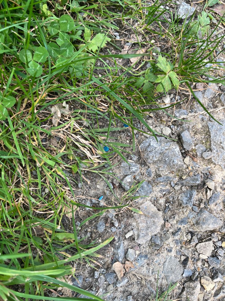 Giftköder-Evtl. Gift (Schneckenkorn)-Profilbild