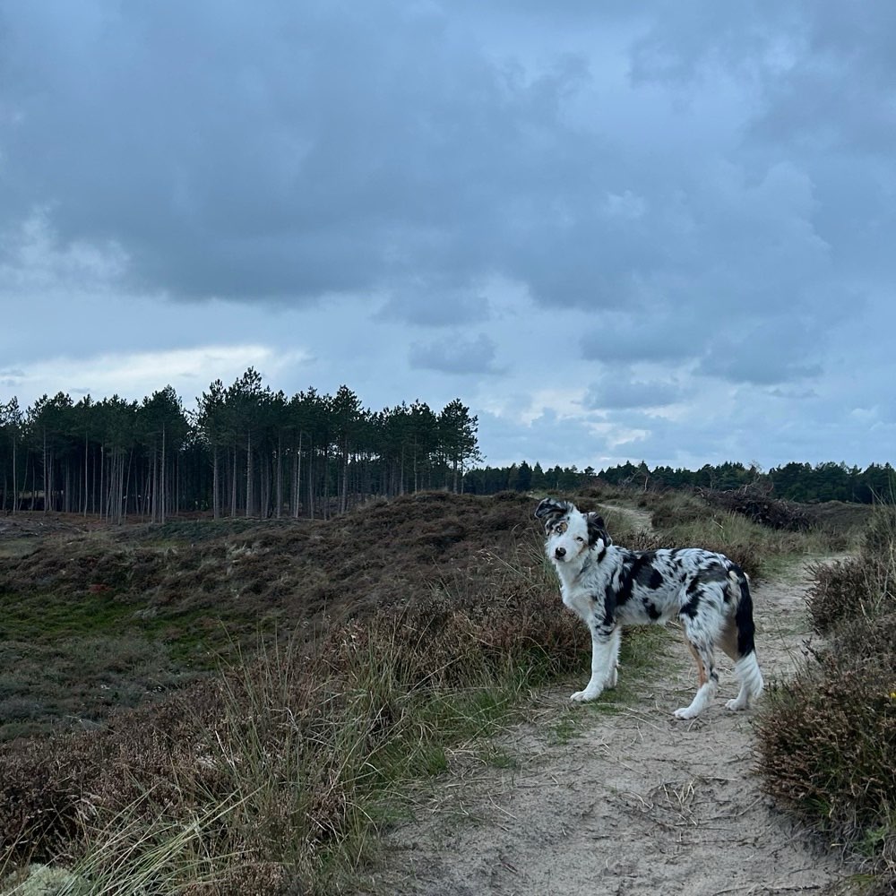 Hundetreffen-Aktives Welpen Spieltreff in Pankow-Profilbild