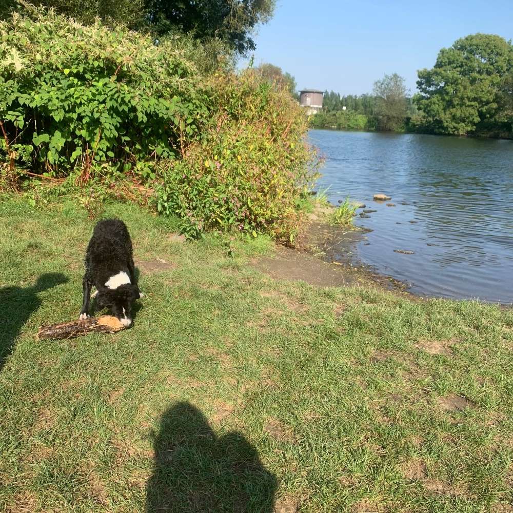 Hundetreffen-Gassi Runde-Profilbild