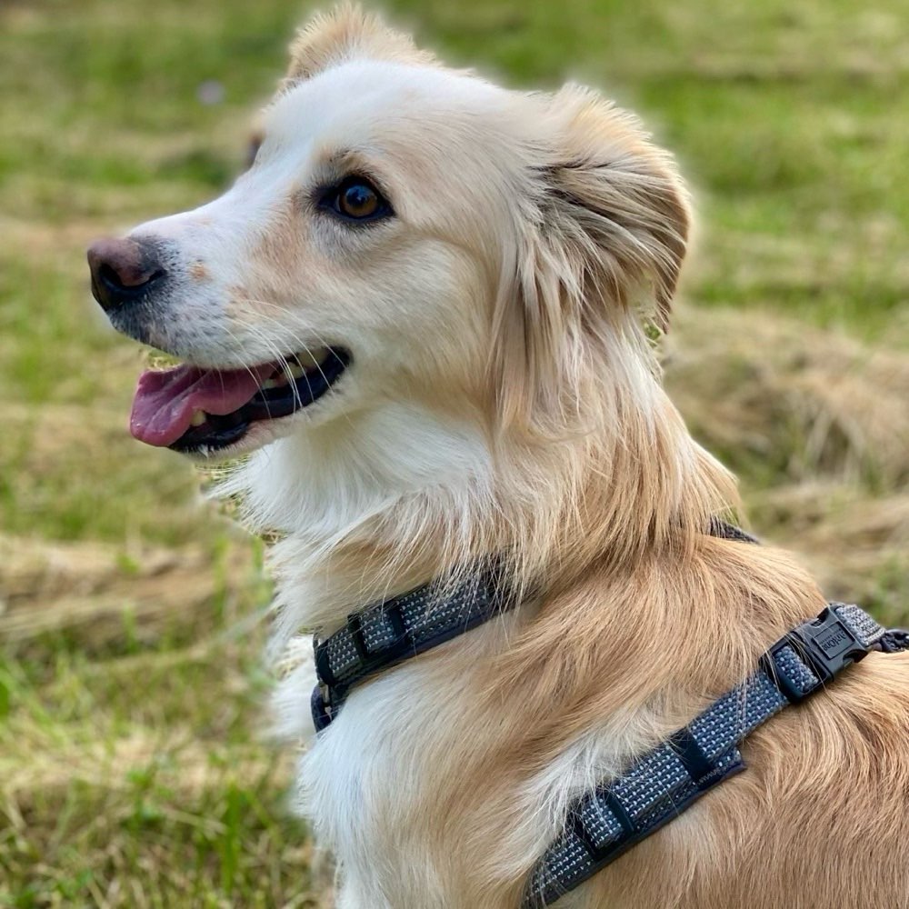 Hundetreffen-Gassirunde ,spielen und trainieren 🐾😊-Profilbild