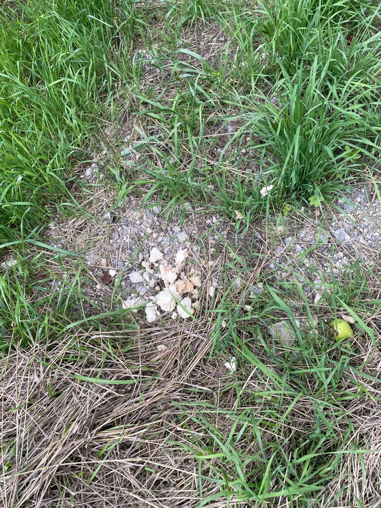 Giftköder-Eventuell Giftköder !-Profilbild