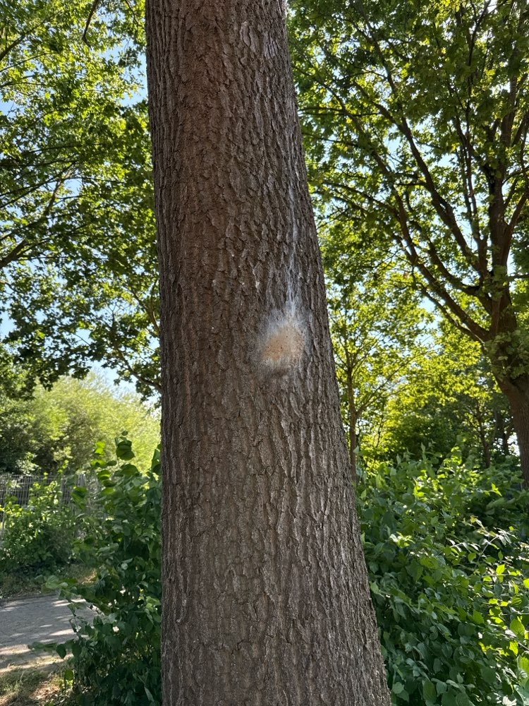Giftköder-Eichenprozessionsspinner-Profilbild