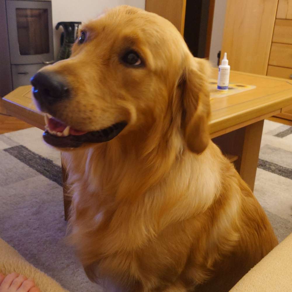 Hundetreffen-Gemeinsame Gassirunde-Profilbild