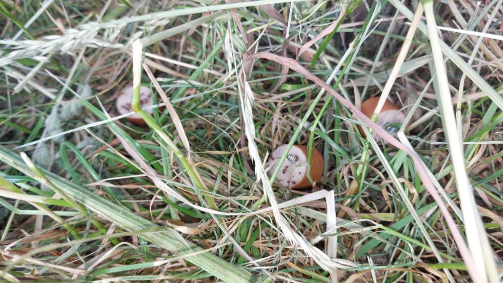 Giftköder-Würstchen mit Schrauben-Profilbild