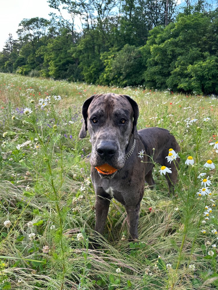 Hundetreffen-Hundetreff-Profilbild