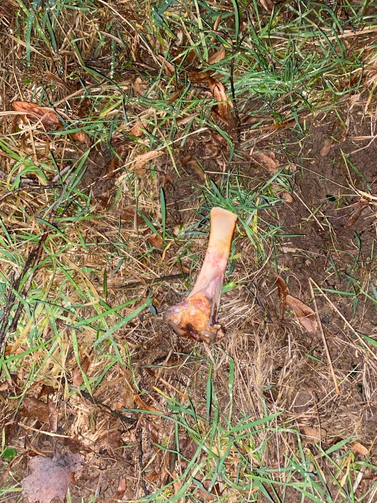 Giftköder-Fleisch und Knochenreste gefunden-Profilbild