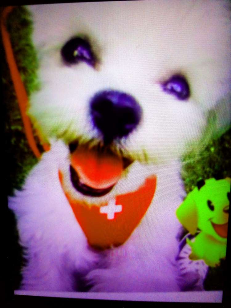 Giftköder-Möglicher Giftköder-Profilbild